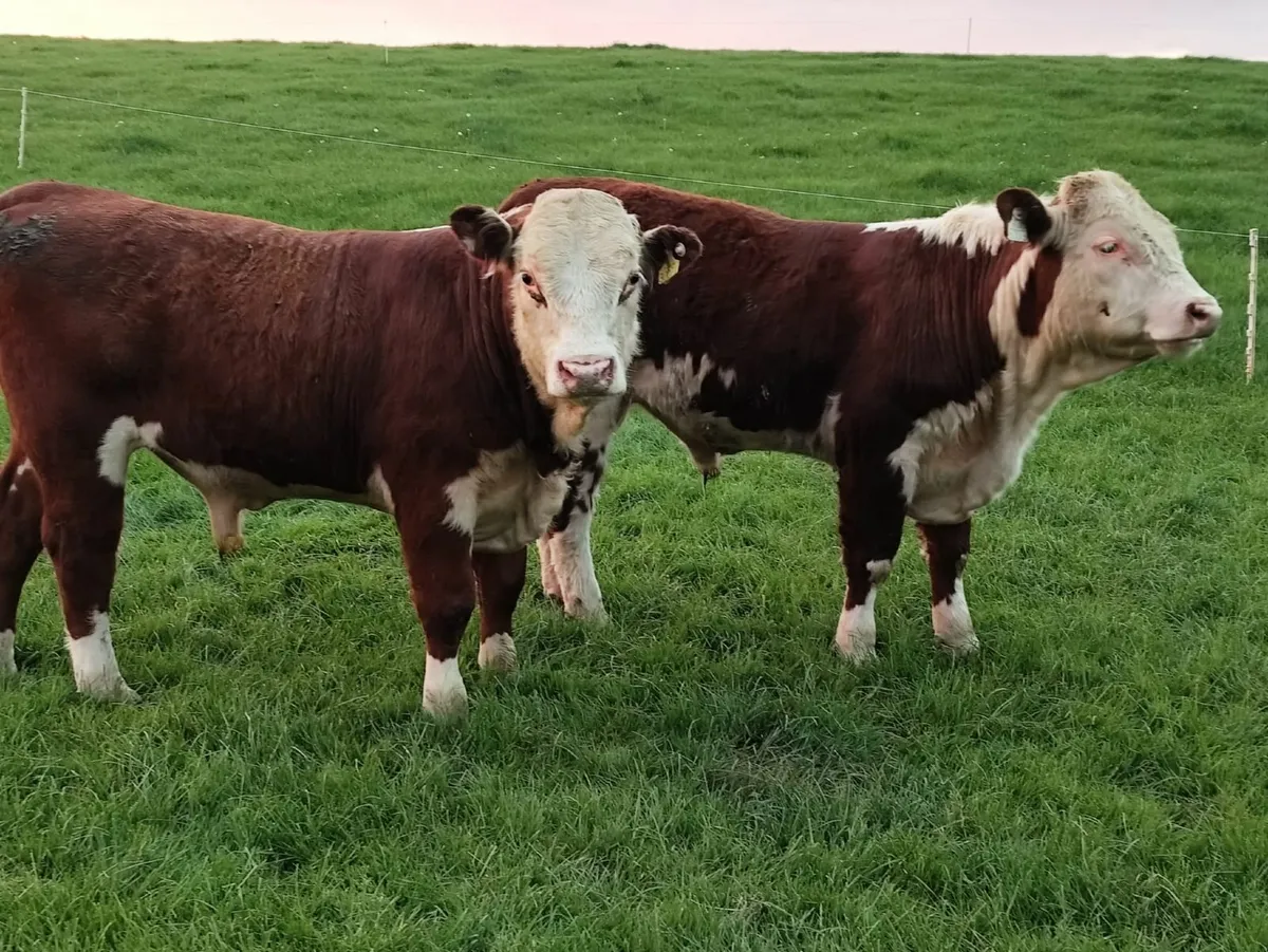 2 Hereford 1 Red Angus Bulls - Image 2