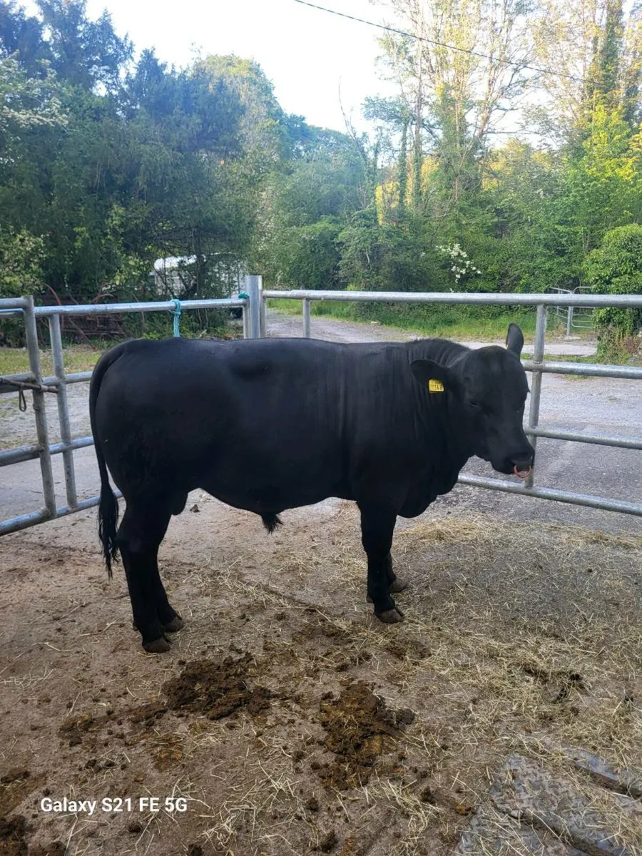 PBR Angus bulls - Image 1