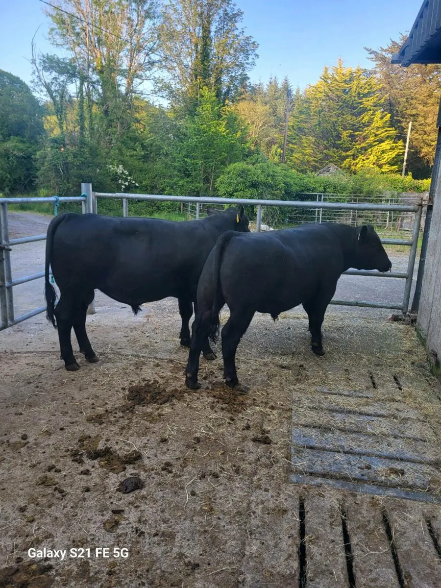 PBR Angus bulls - Image 2
