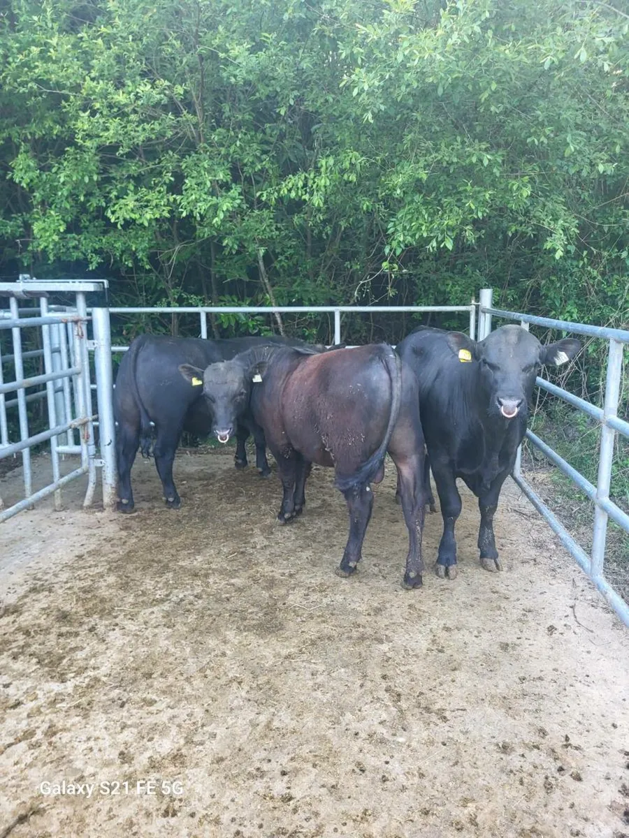 PBR Angus bulls - Image 3