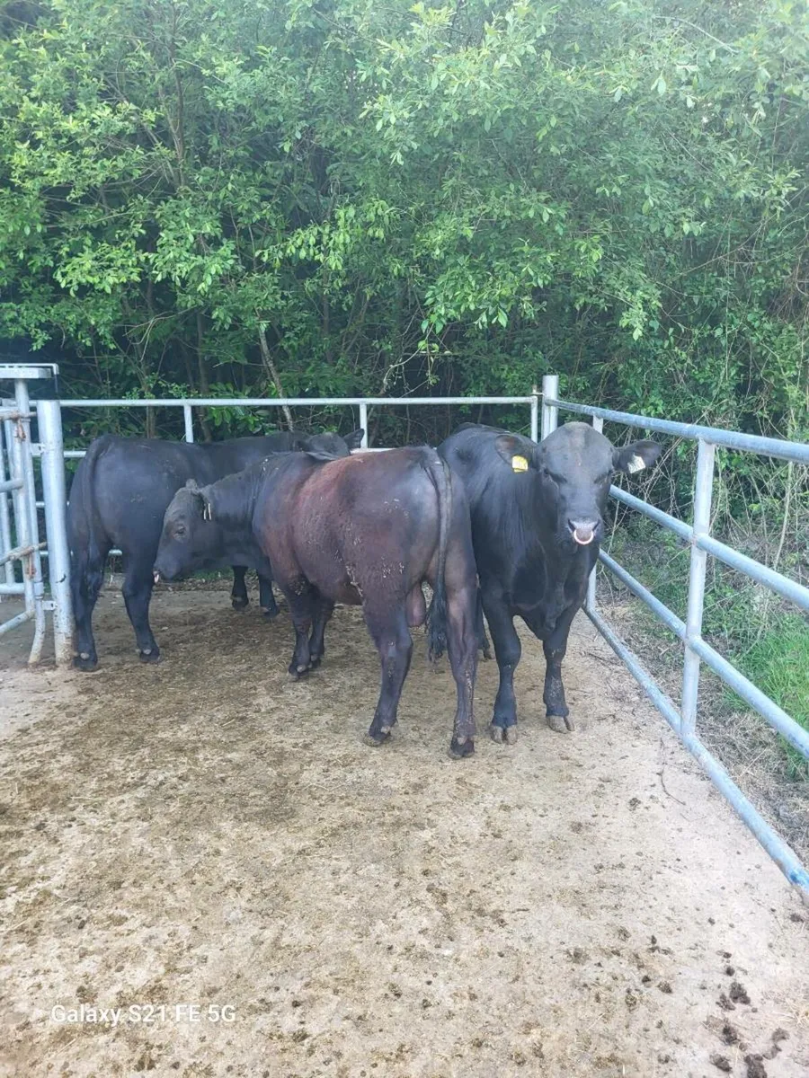 PBR Angus bulls - Image 4
