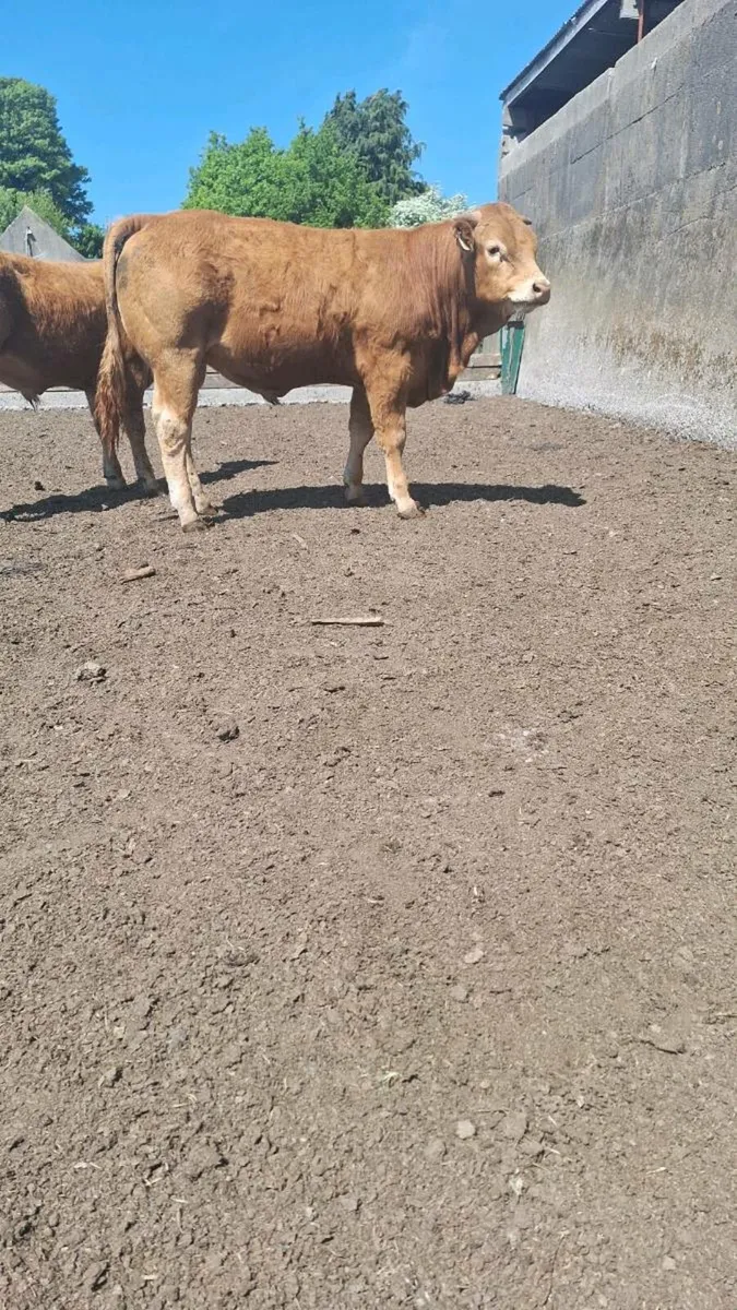16 month old Limesion bulls - Image 2