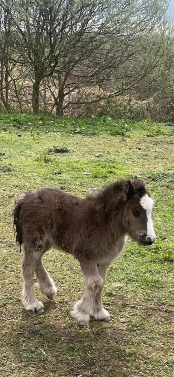 Foal - Image 1