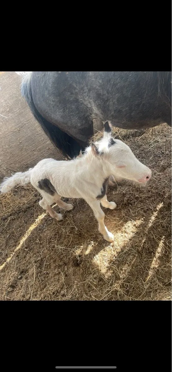 Foal - Image 3
