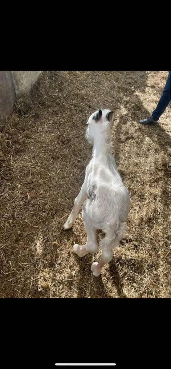Foal - Image 4