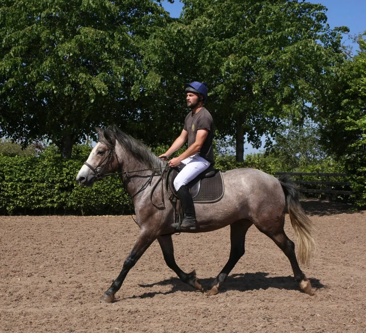 TIH Connemara x Irish Draught mare - Image 1