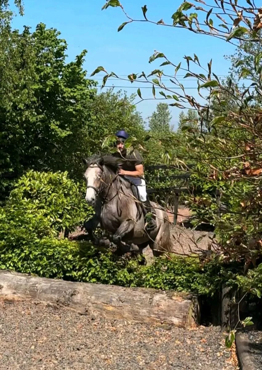 TIH Connemara x Irish Draught mare - Image 3