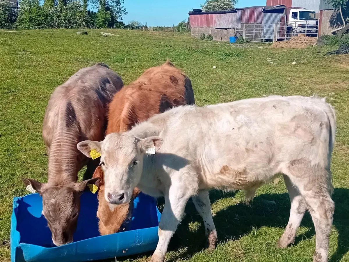 3 Lovely Charlaois bull Weanlings - Image 1