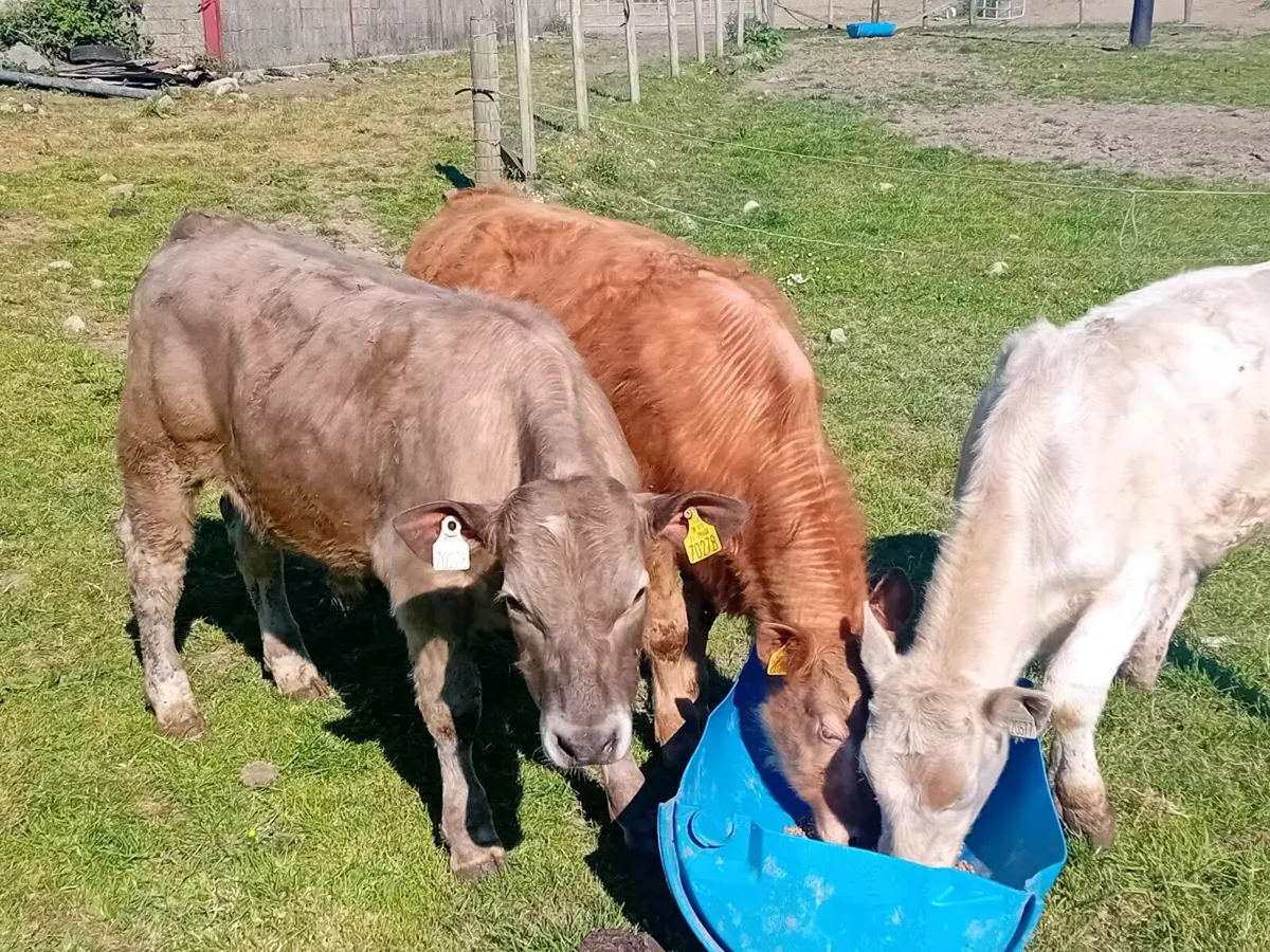 3 Lovely Charlaois bull Weanlings - Image 2