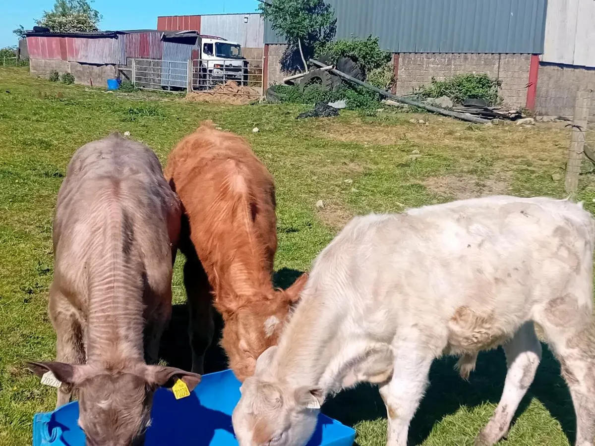 3 Lovely Charlaois bull Weanlings - Image 3