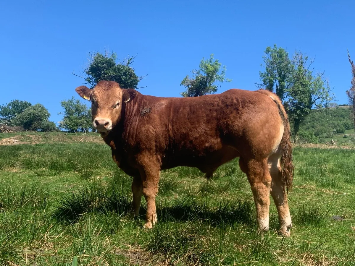 Pedigree limousin bulls - Image 1