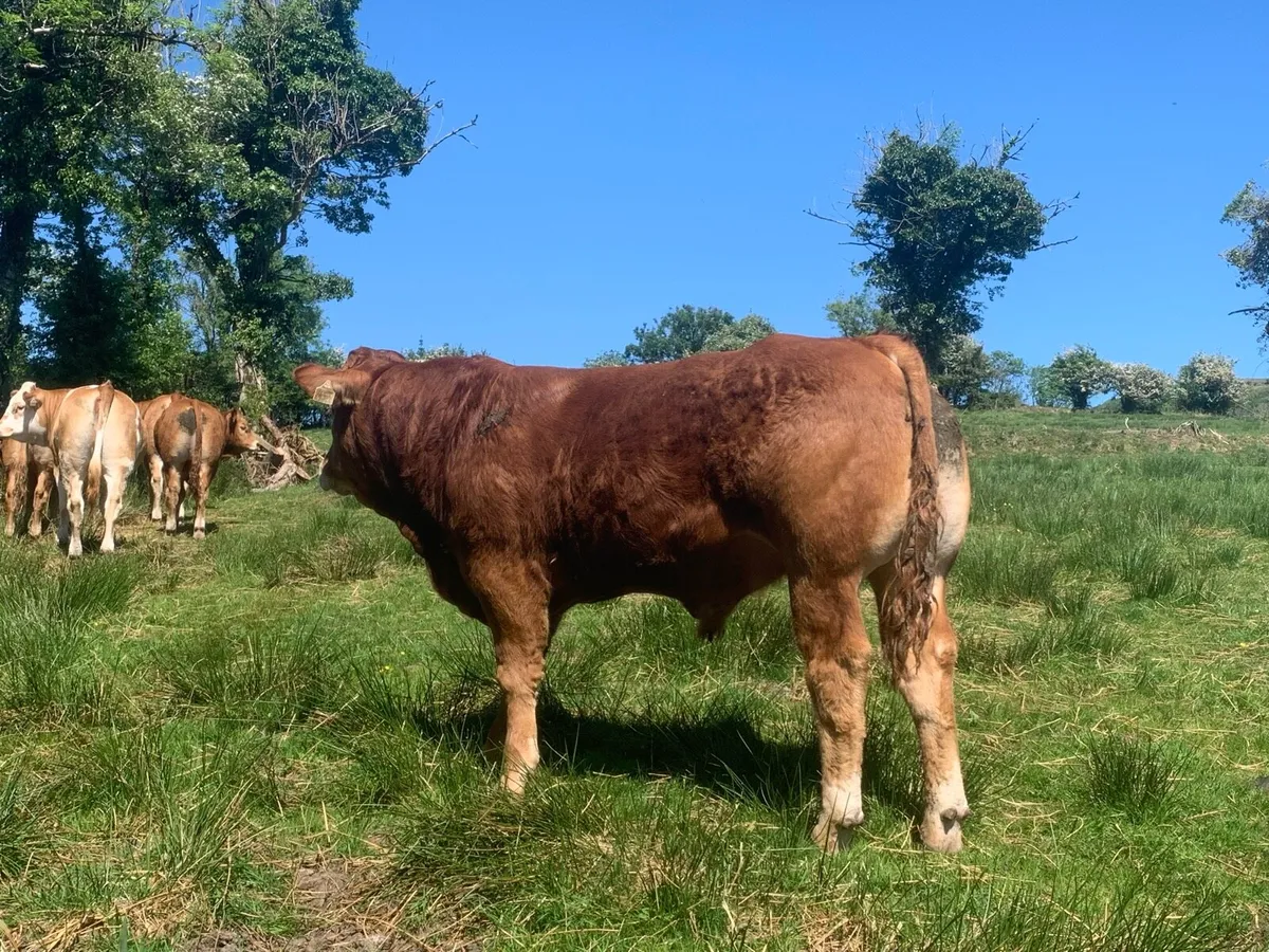Pedigree limousin bulls - Image 2