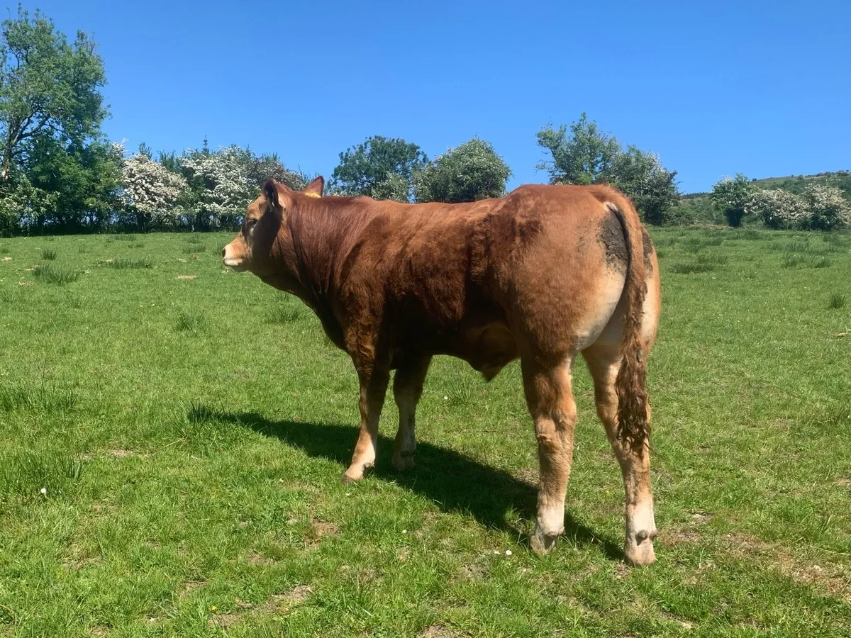 Pedigree limousin bulls - Image 3