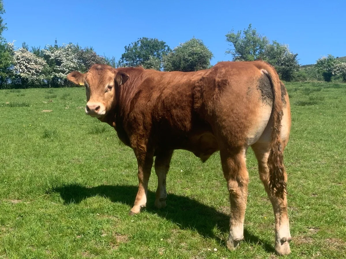 Pedigree limousin bulls - Image 4