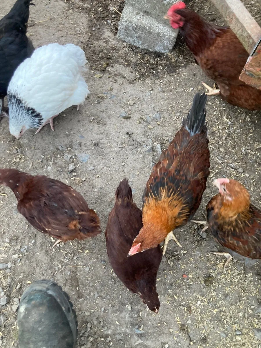 Welsummer,Rhode Island Red, Sussex , - Image 3