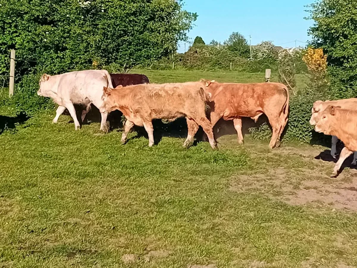 9 Smashing Continental Bullocks - Image 2