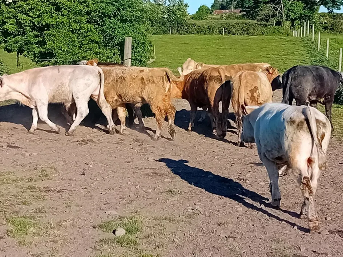 9 Smashing Continental Bullocks - Image 4