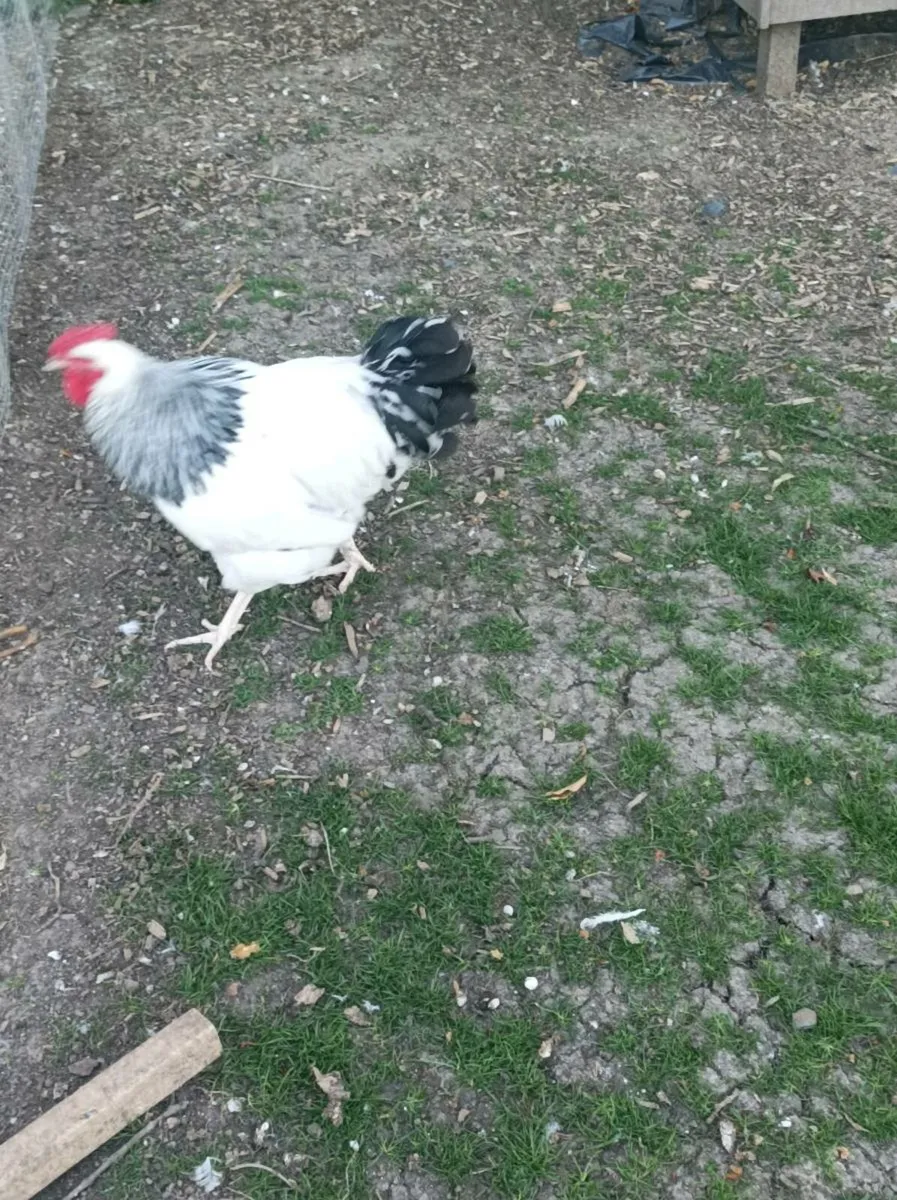 Poultry - Image 1