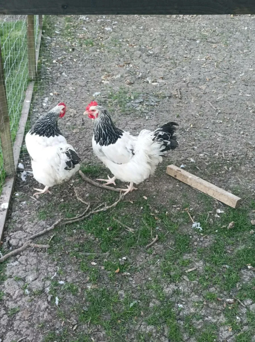 Poultry - Image 2