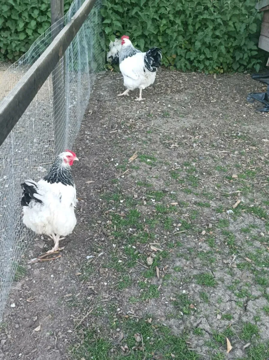 Poultry - Image 3