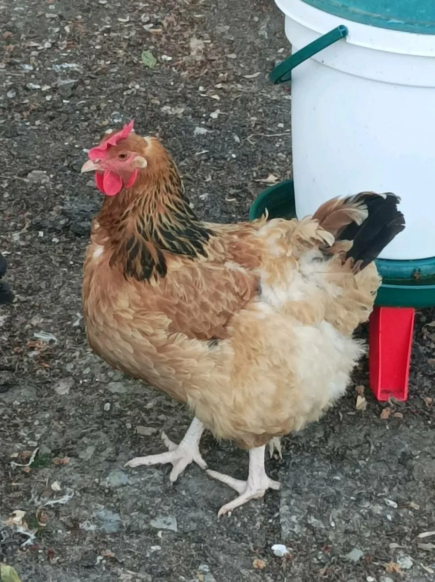 Poultry - Image 4