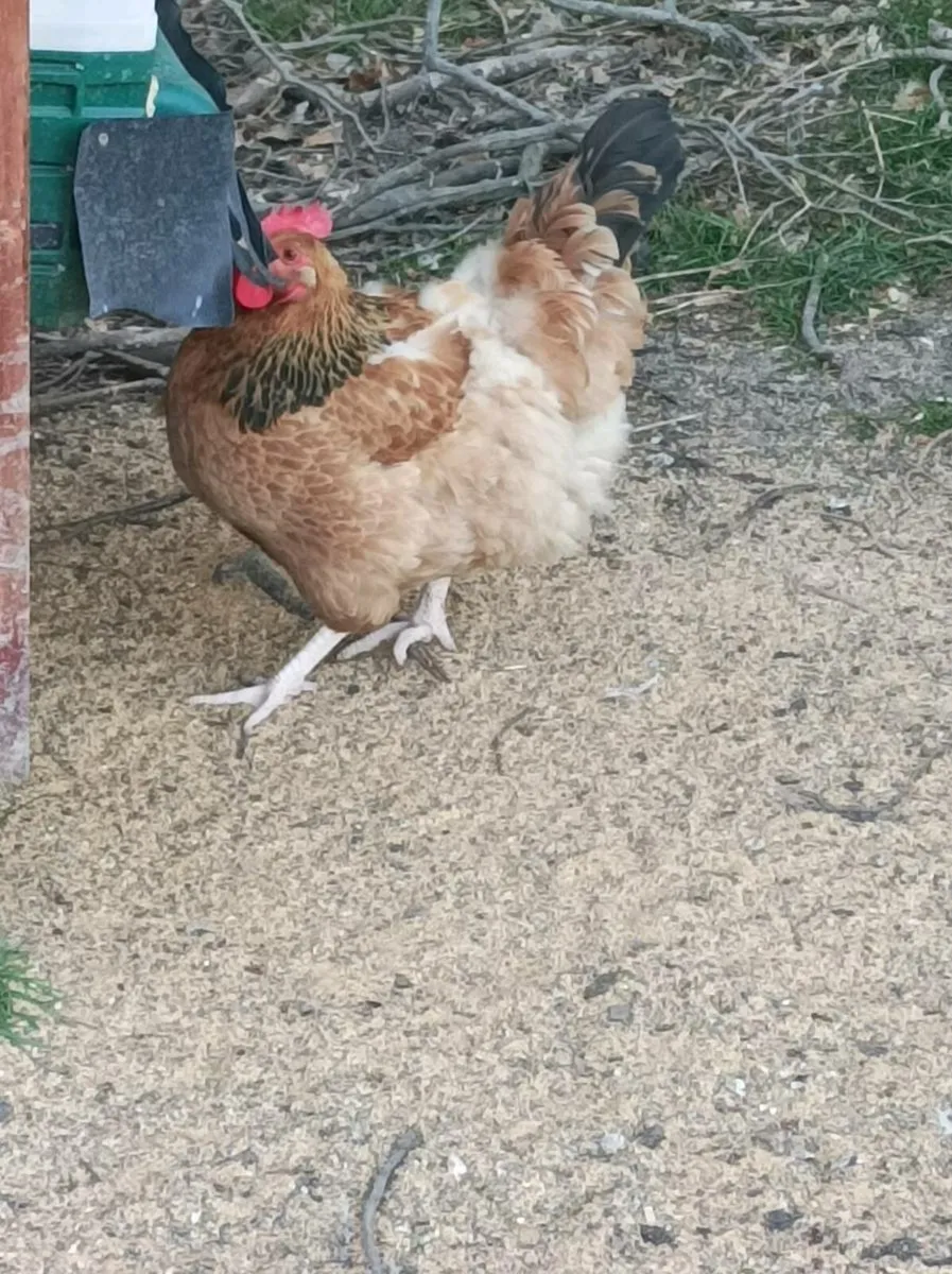 Poultry - Image 3