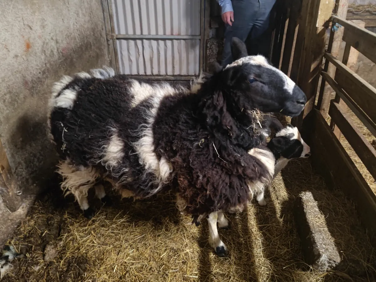 Crossbred Ewes and Jacob Sheep For Sale - Image 1