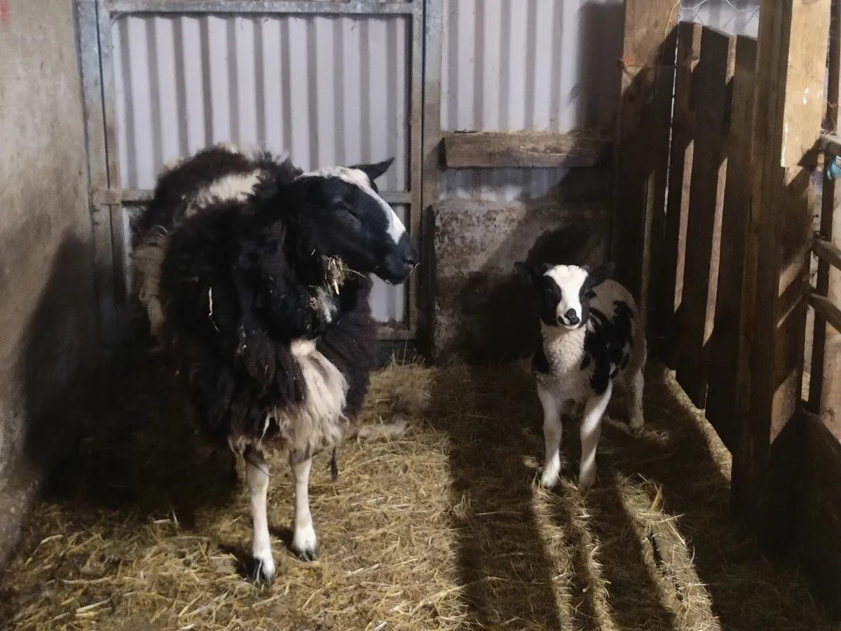 Crossbred Ewes and Jacob Sheep For Sale - Image 2