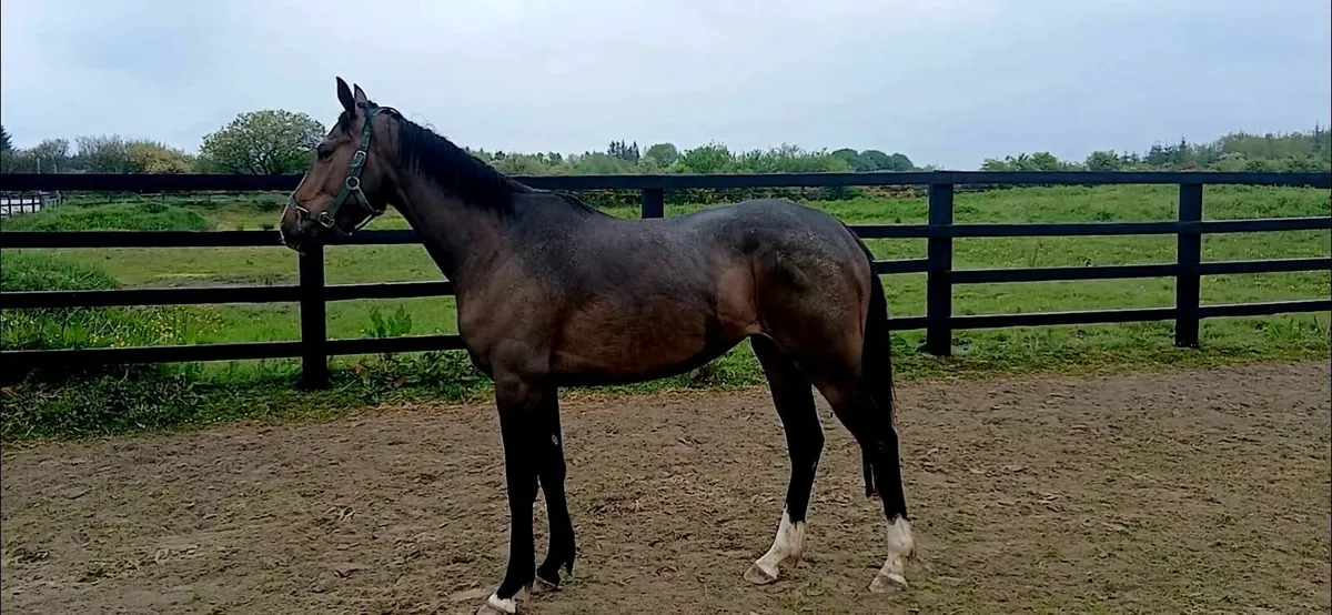 3yr old Filly - Image 1