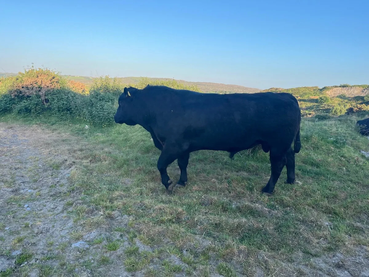 Angus bull - Image 3