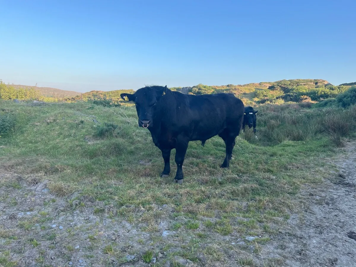 Angus bull - Image 2