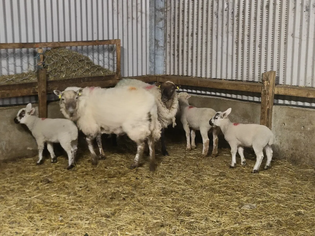 Crossbred Ewes and Jacob Sheep For Sale - Image 3
