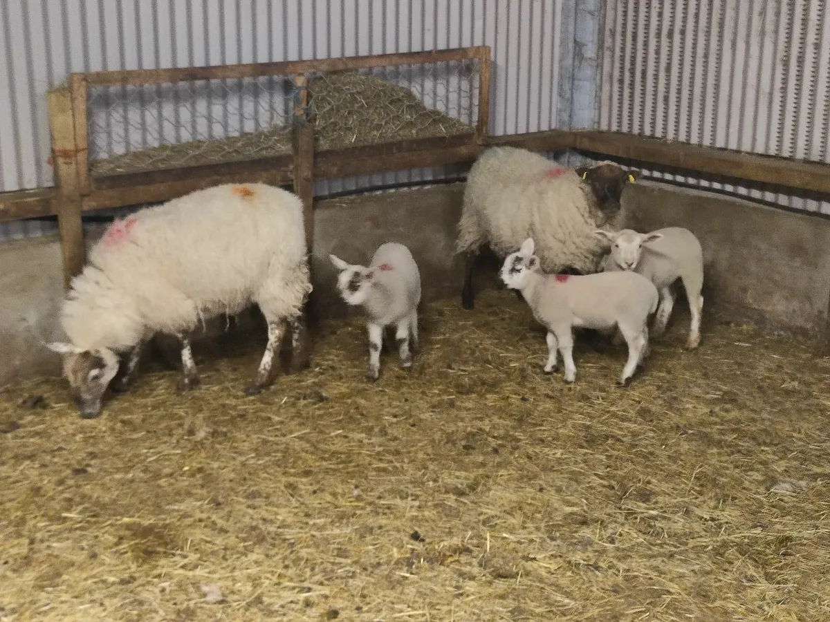 Crossbred Ewes and Jacob Sheep For Sale - Image 4