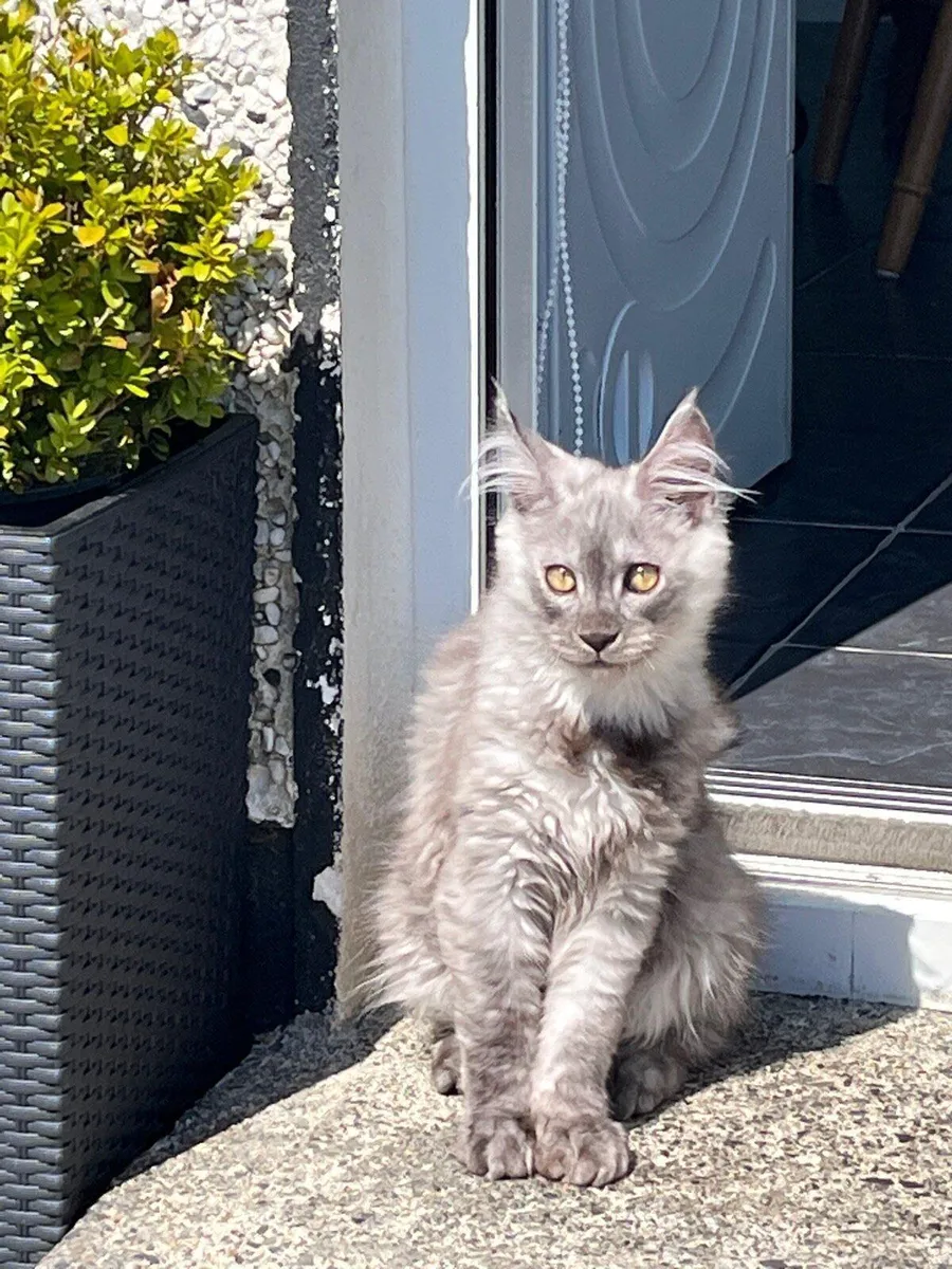 Kitten - Image 4