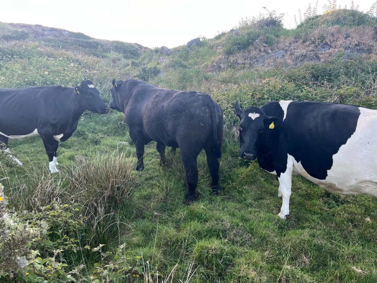 Angus bull - Image 4