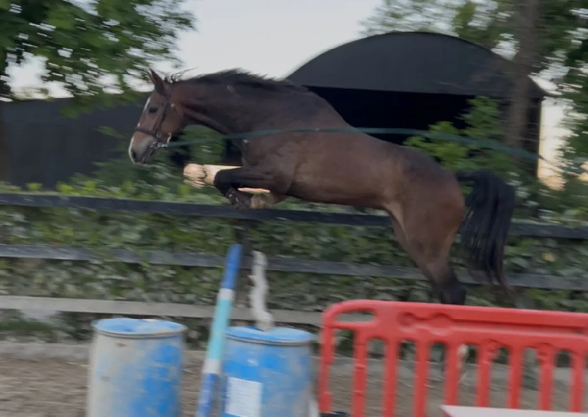 3yo Freestyle Van De Wolfsakker - Image 1