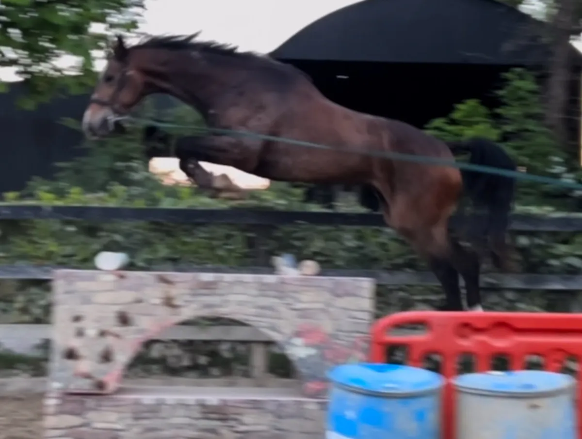 3yo Freestyle Van De Wolfsakker - Image 2
