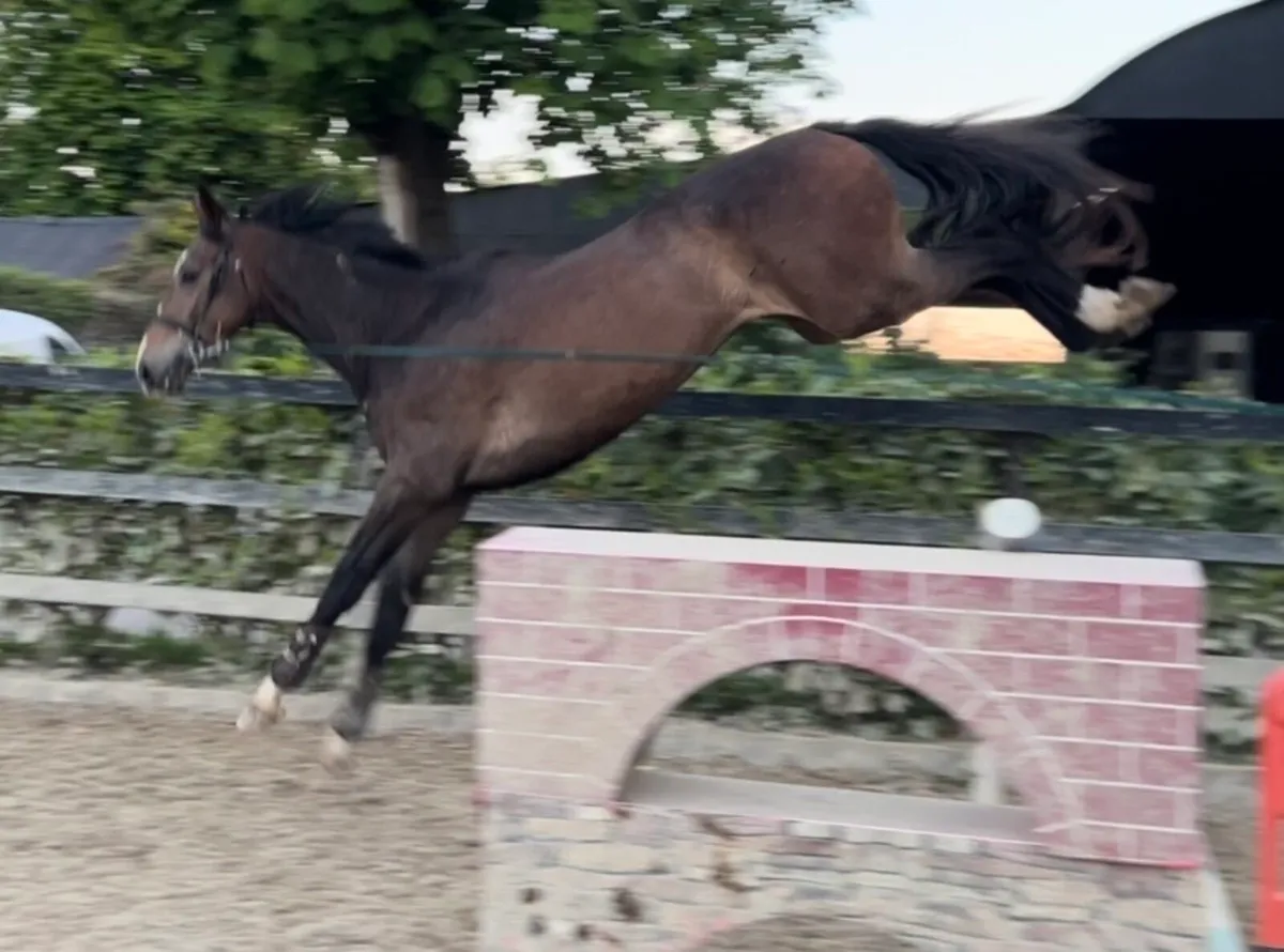 3yo Freestyle Van De Wolfsakker - Image 3