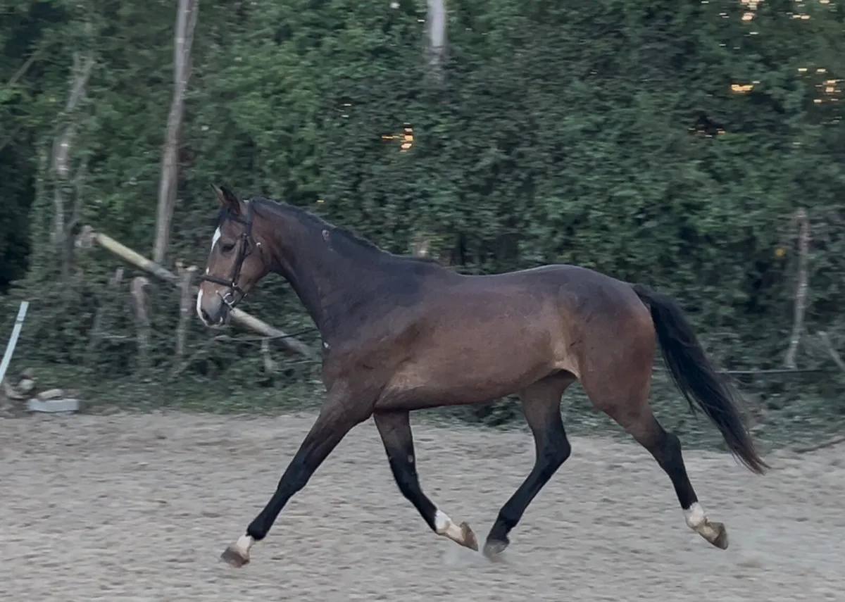 3yo Freestyle Van De Wolfsakker - Image 4