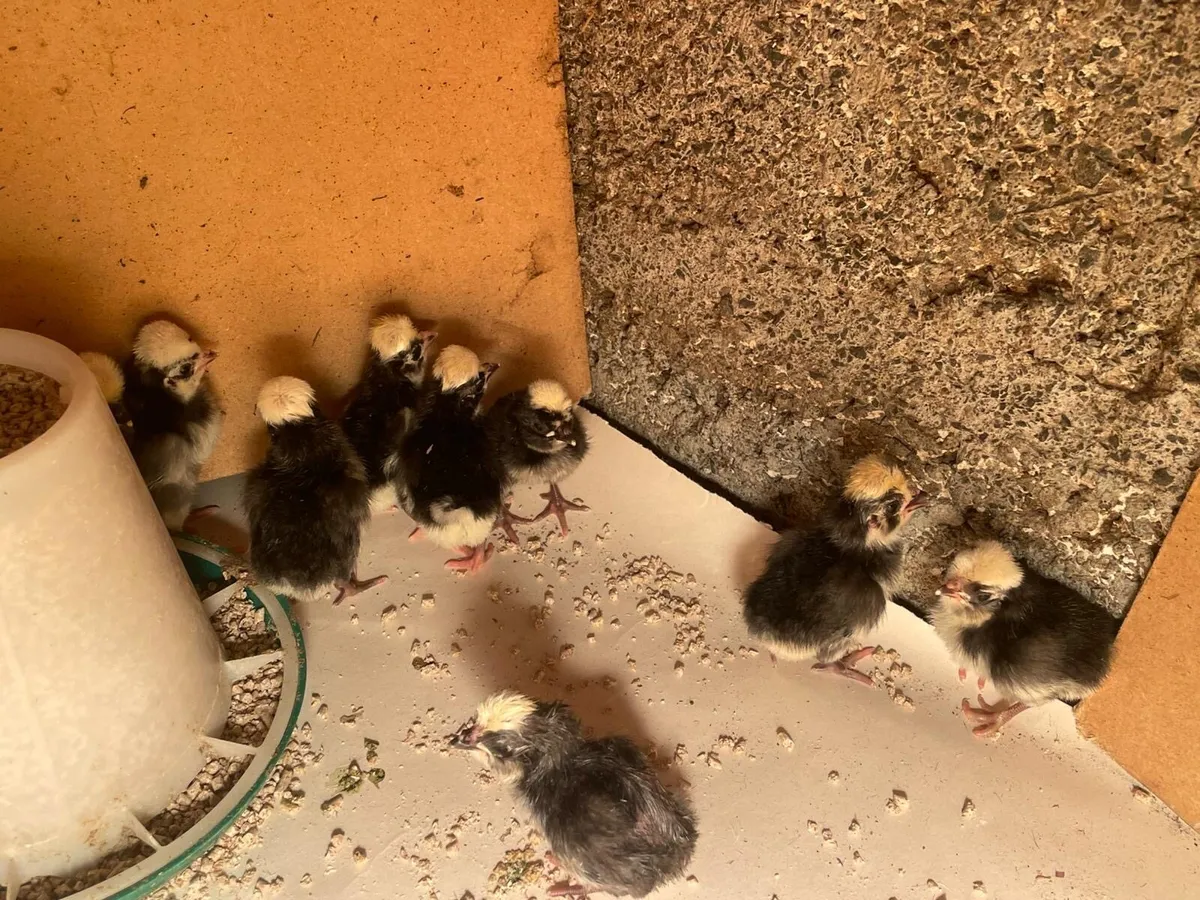 White crested polish banty’s - Image 1