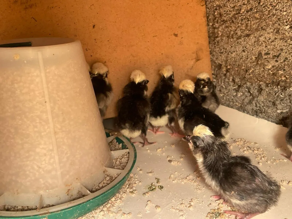 White crested polish banty’s - Image 3
