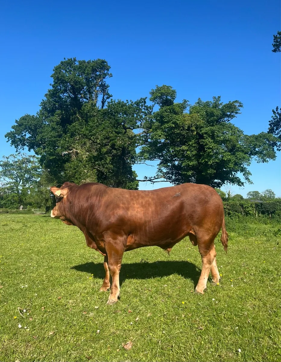 Top Quality PBR Limousin Bull - Image 3
