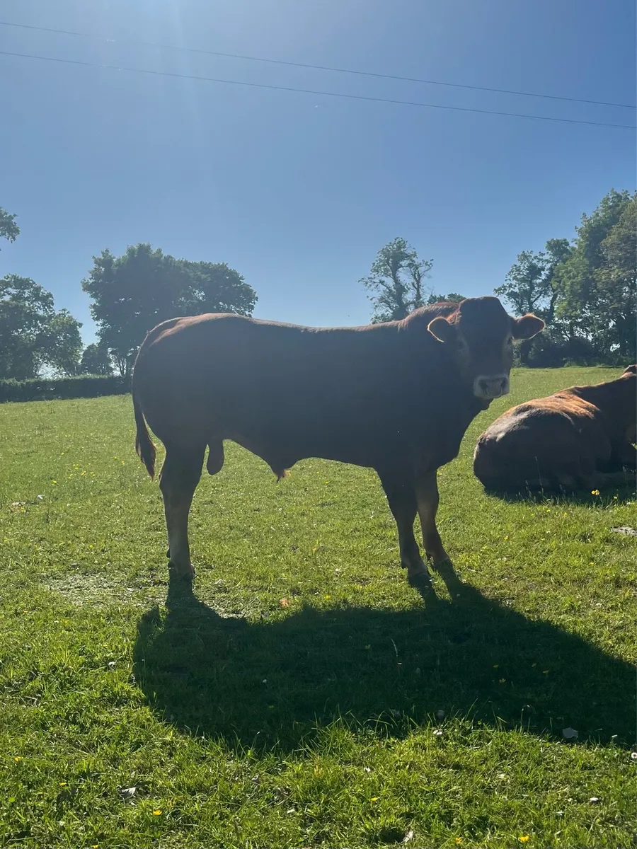 Top Quality PBR Limousin Bull - Image 4