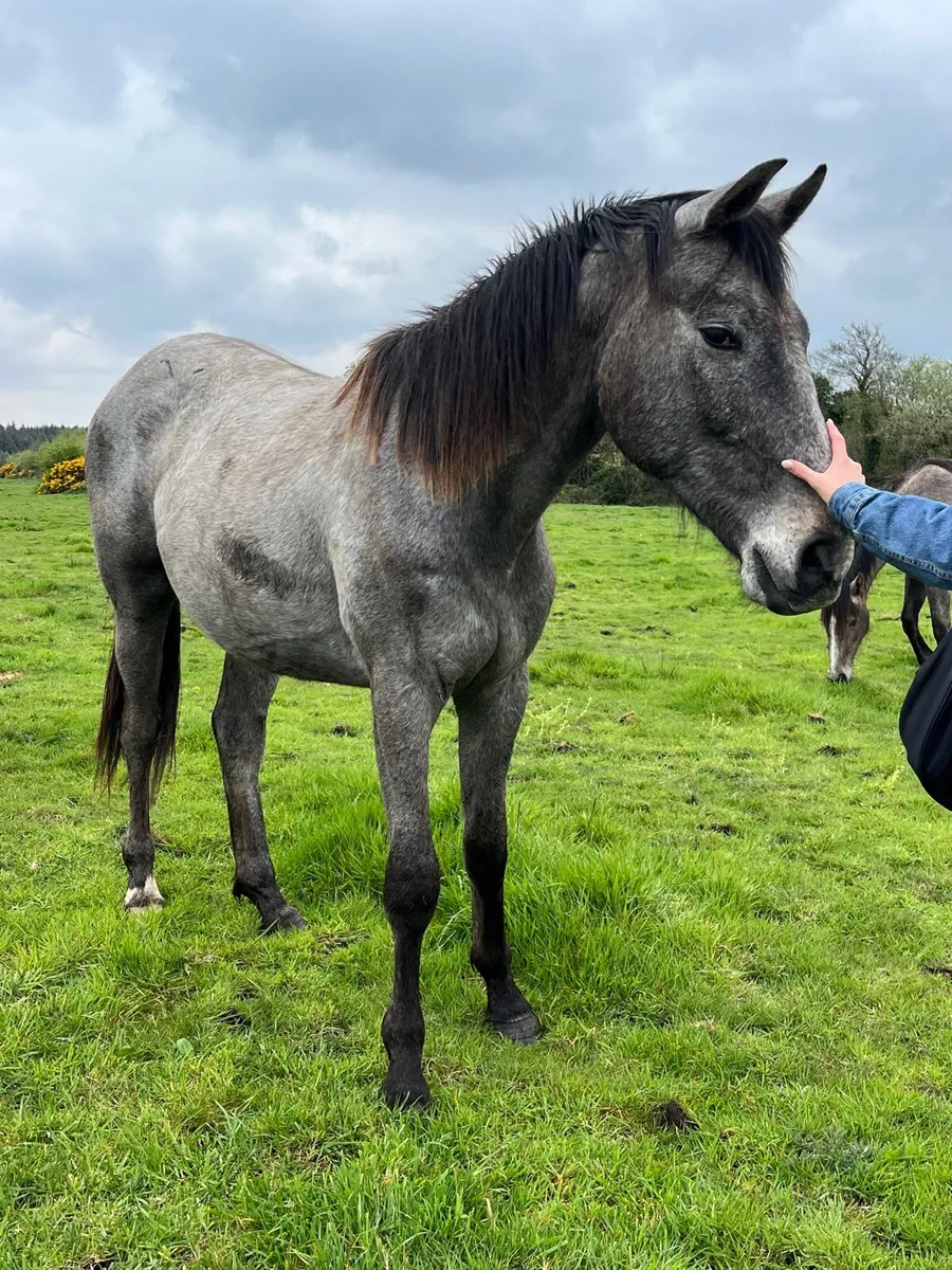 Glasgow gelding - Image 1