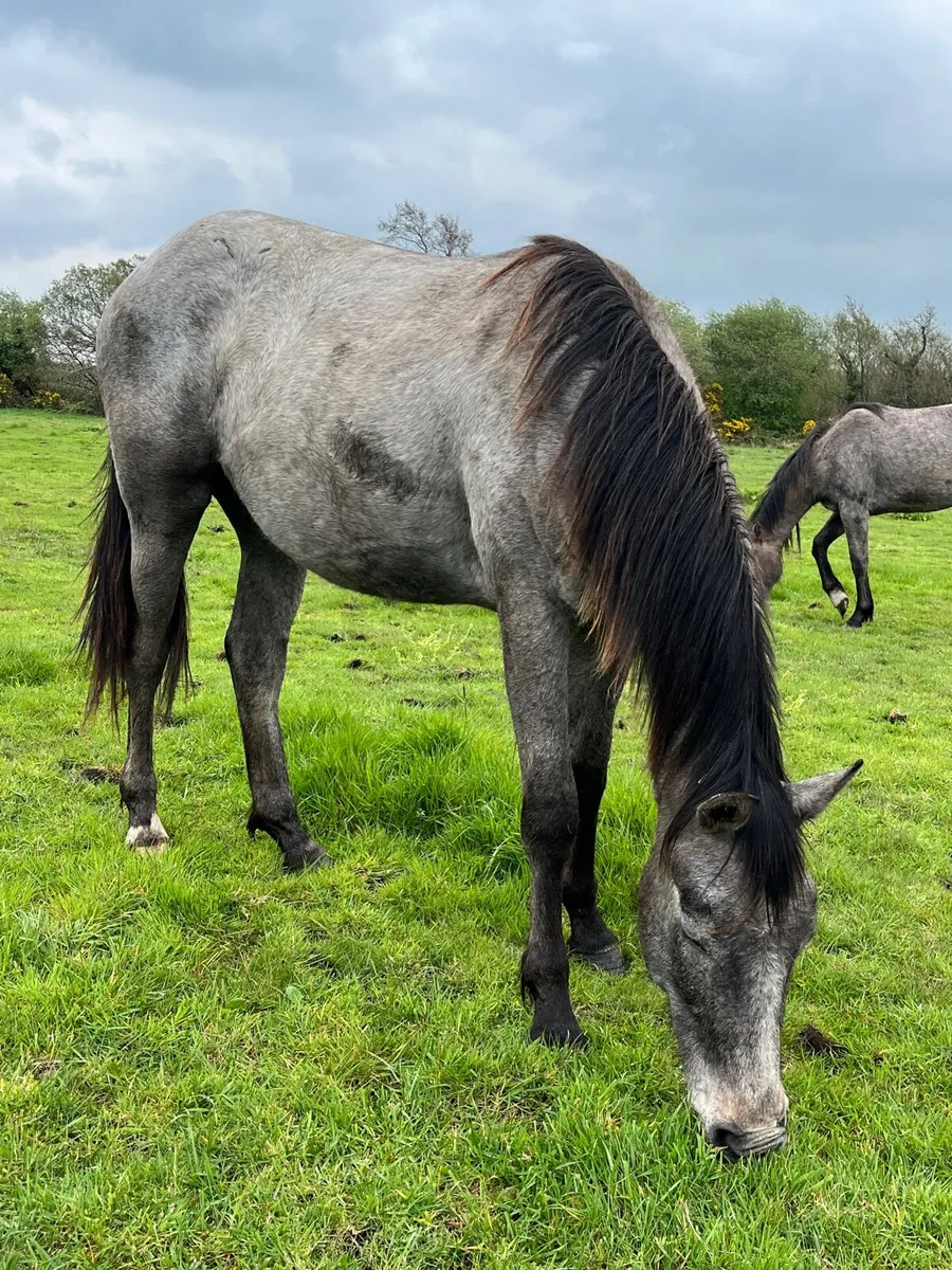 Glasgow gelding - Image 2