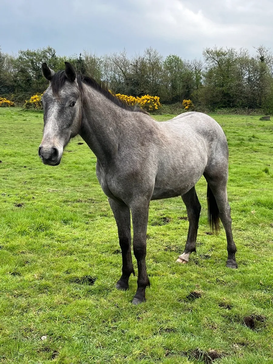Glasgow gelding - Image 3