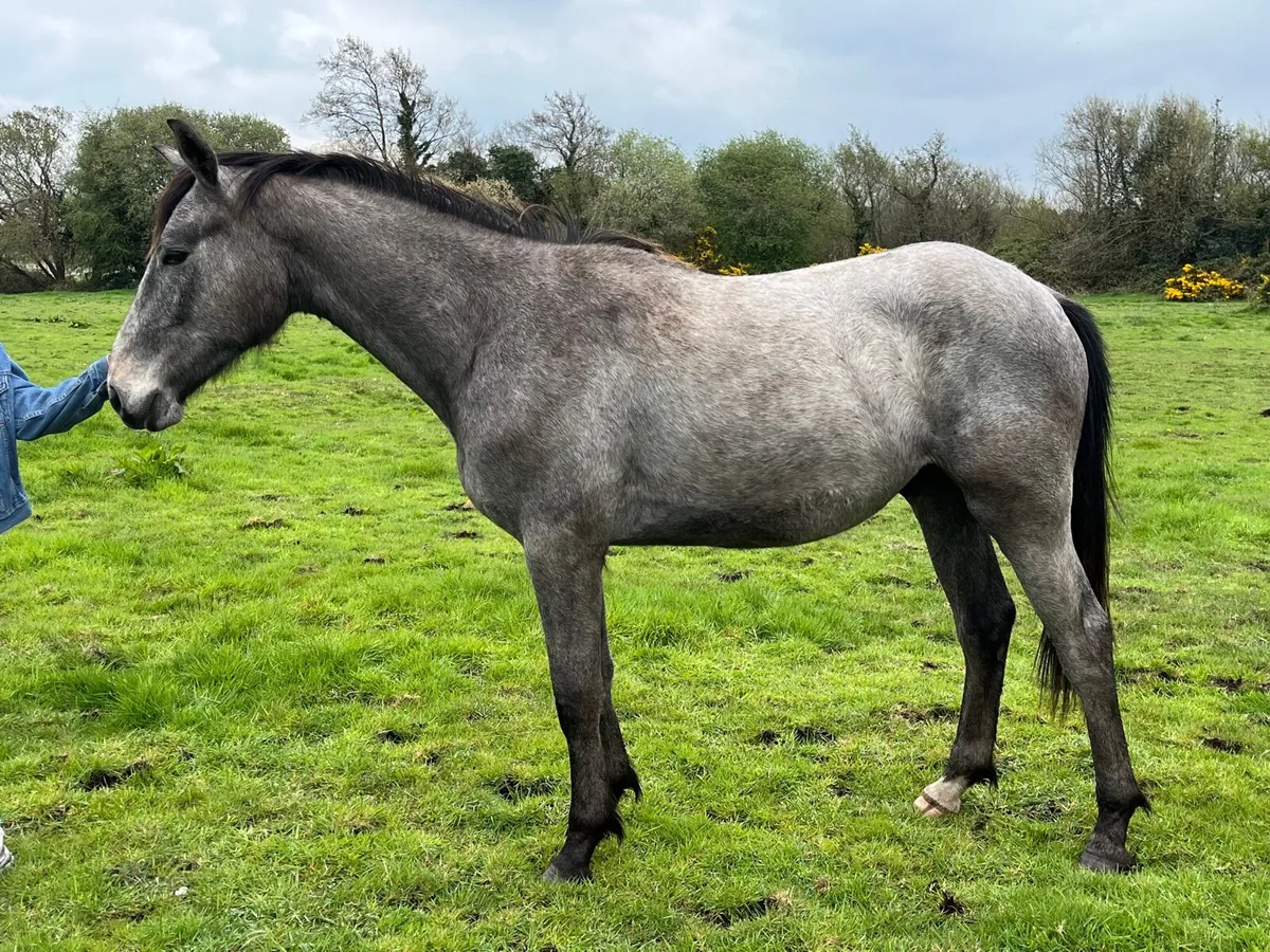 Glasgow gelding - Image 4