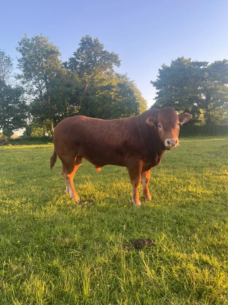 Top Quality PBR Limousin Bull - Image 1