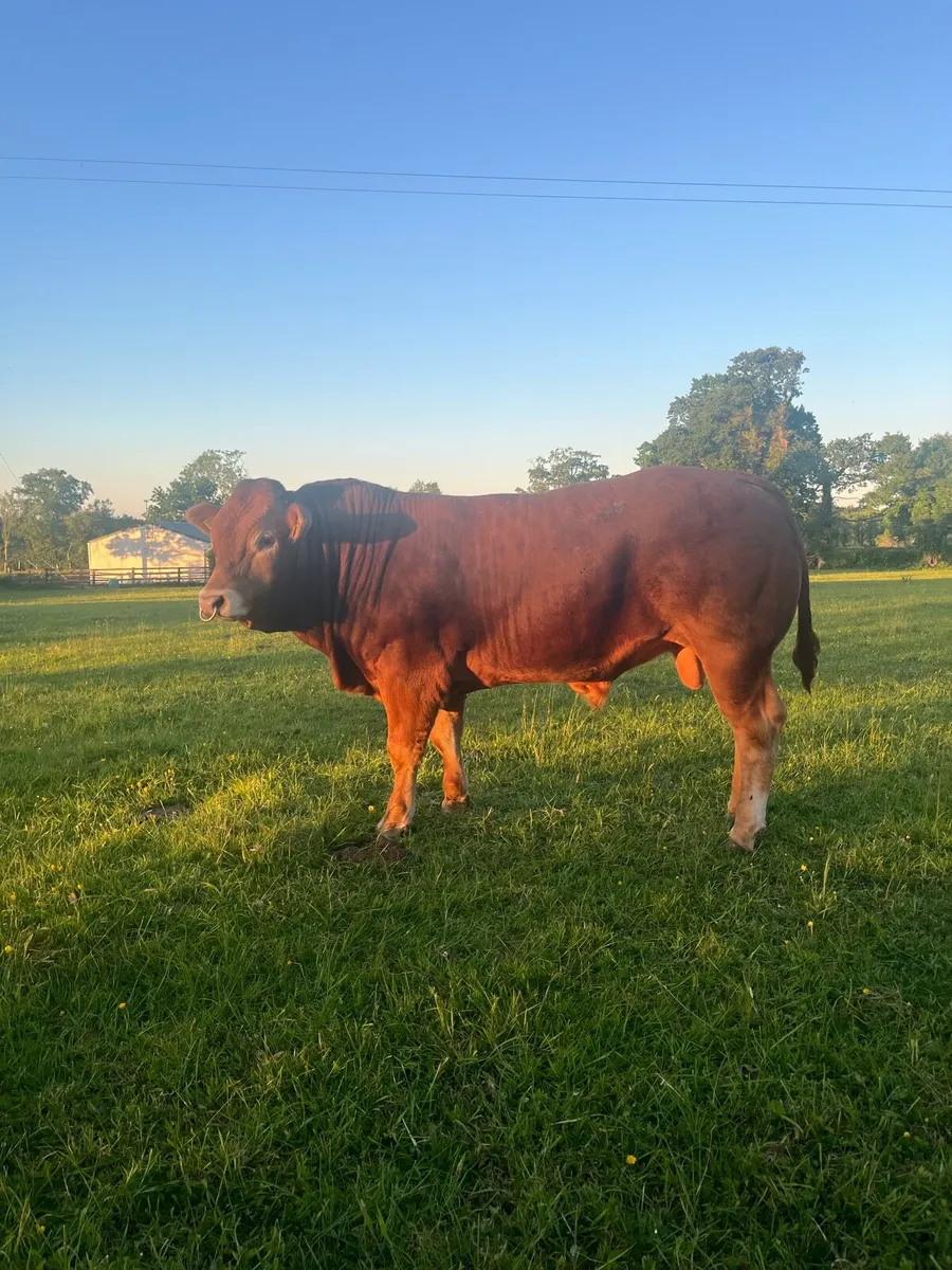 Top Quality PBR Limousin Bull - Image 2