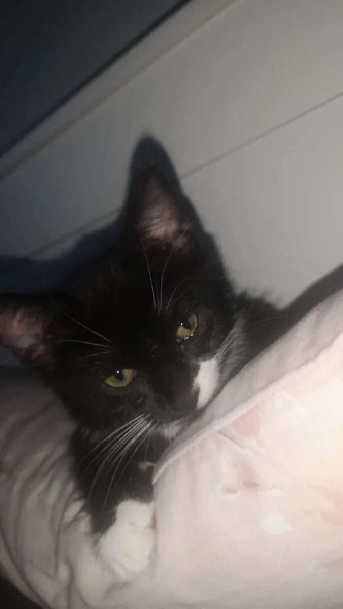 Cat - Image 2